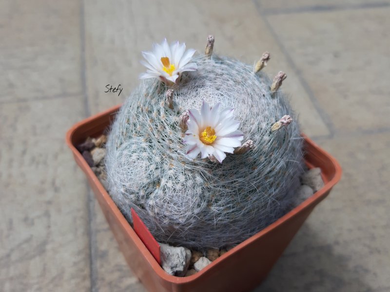 Mammillaria lenta 