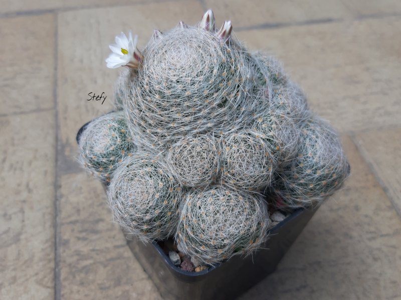 Mammillaria lenta 