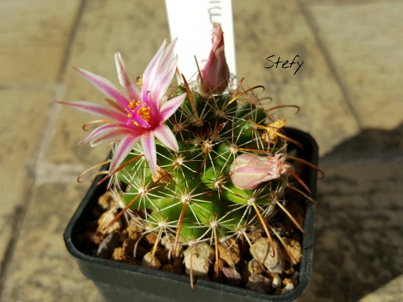 Mammillaria mainiae 