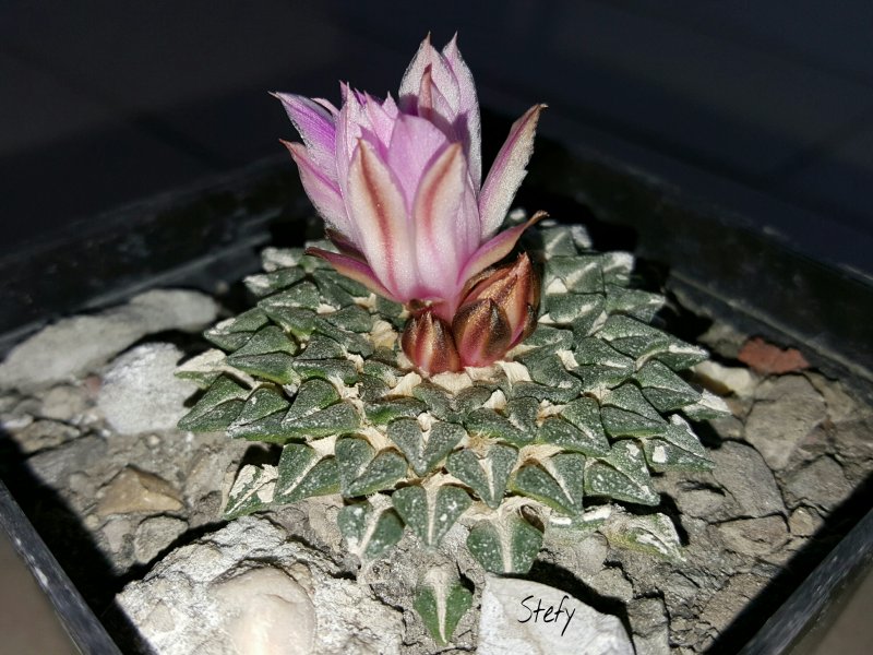 Ariocarpus kotschoubeyanus 