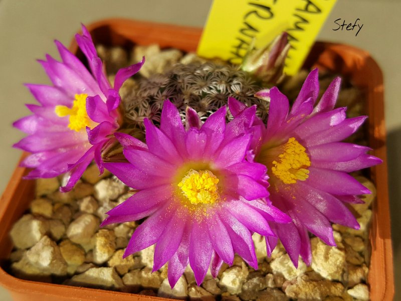 Mammillaria hernandezii 