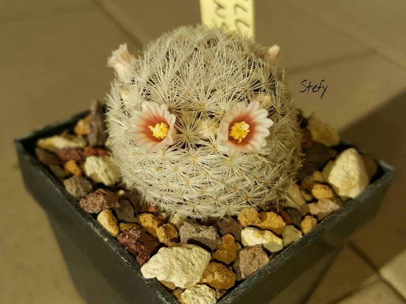 Mammillaria lasiacantha 