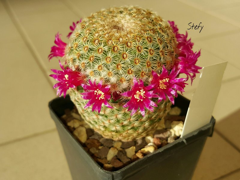 Mammillaria huitzilopochtli 