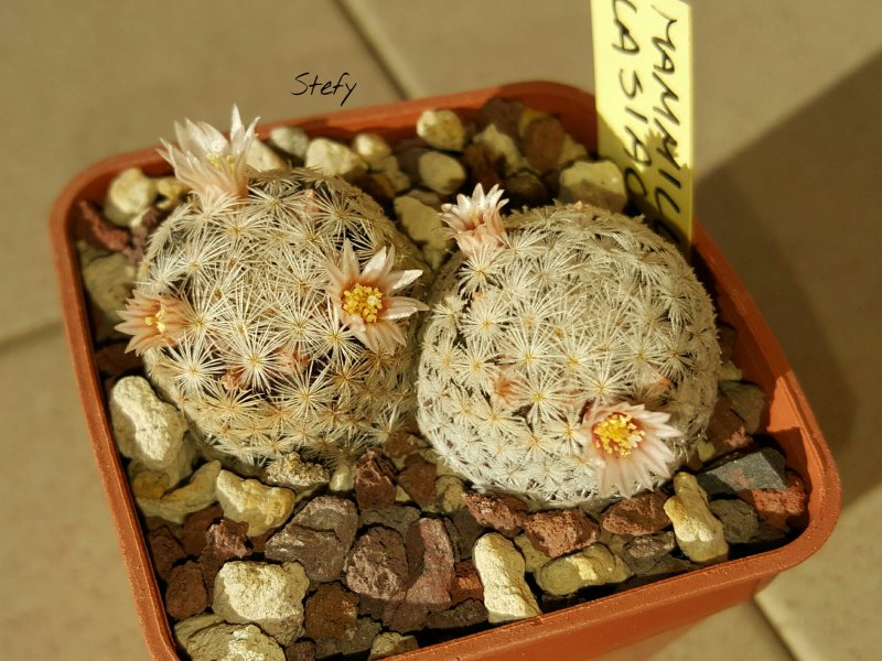 Mammillaria lasiacantha 