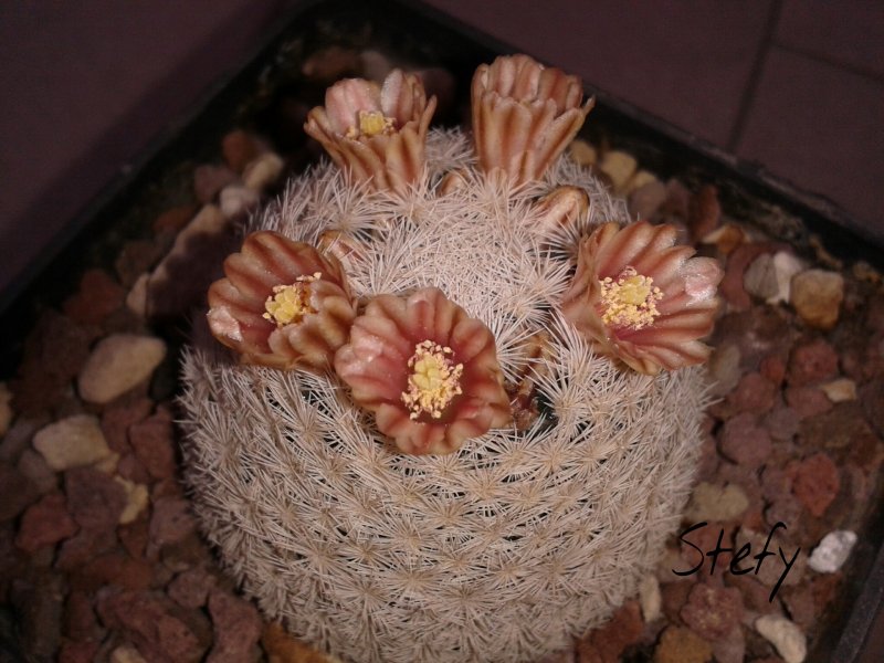 Mammillaria lasiacantha 