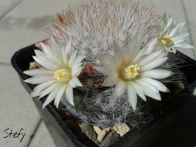 Mammillaria schwarzii 