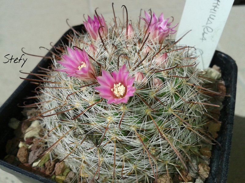 Mammillaria guillauminiana 