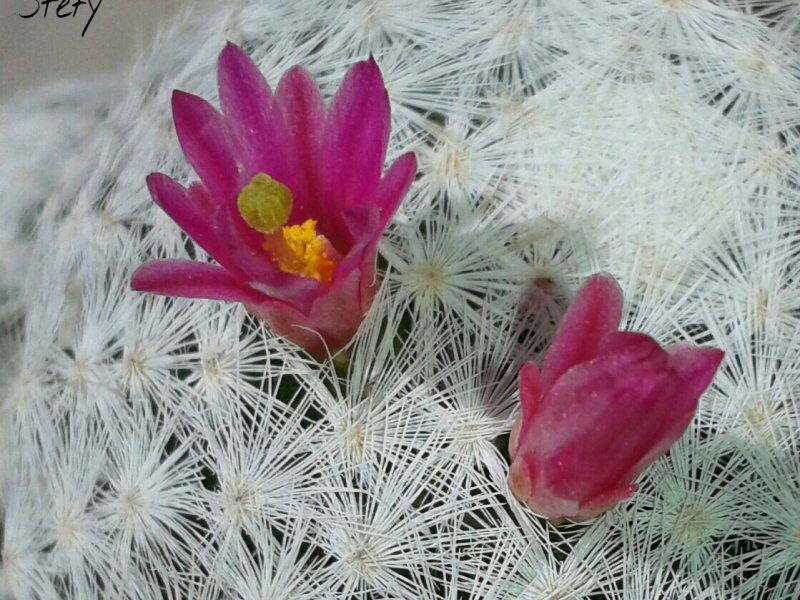 Mammillaria humboldtii 