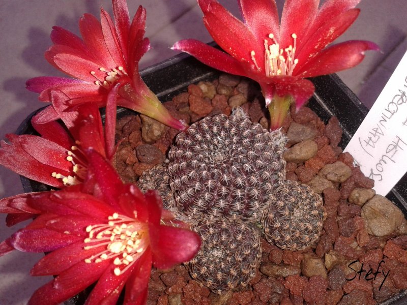 Rebutia densipectinata KK 849