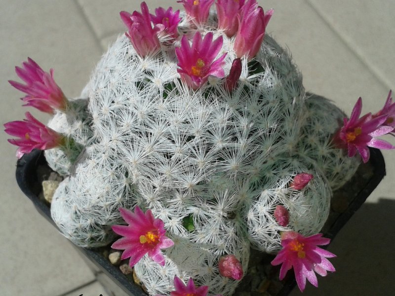 Mammillaria humboldtii 