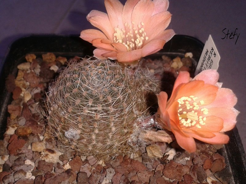 Rebutia mudanensis R 689