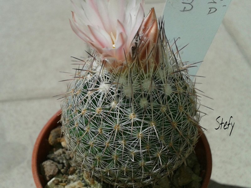 escobaria gigantea