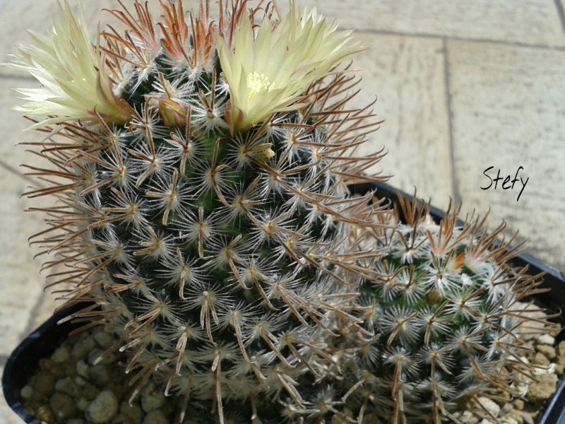 Mammillaria nana ssp. duwei 