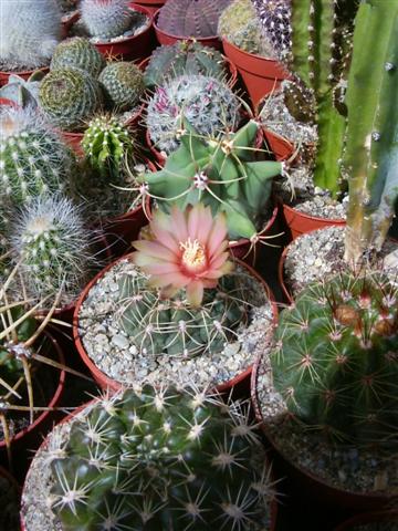 Gymnocalycium baldianum 