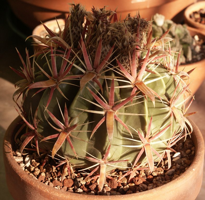 Ferocactus latispinus 