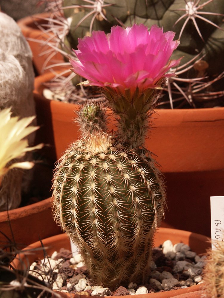 echinocereus oklahomensis