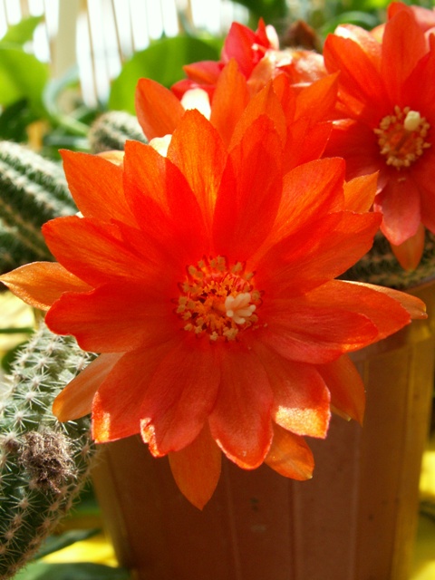 Chamaecereus silvestrii 