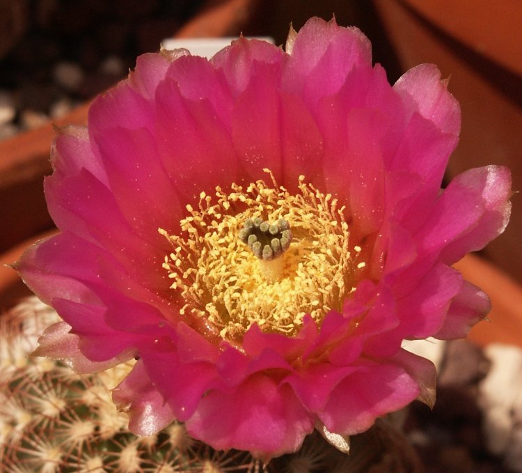 Echinocereus  oklahomensis 