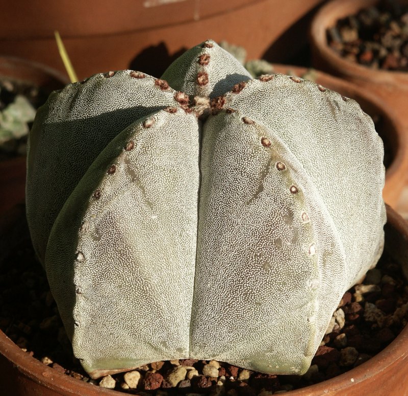 Astrophytum myriostigma 