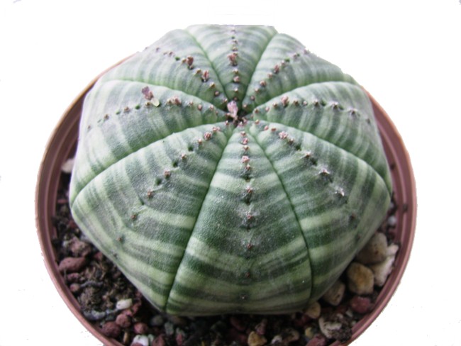 Euphorbia obesa ssp. symmetrica 