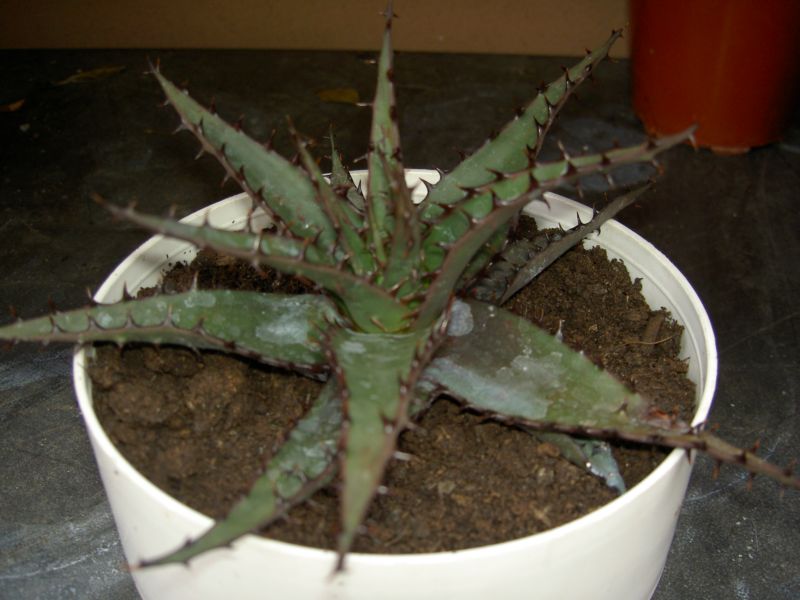 agave  