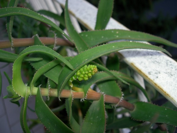 Aloe ciliaris 