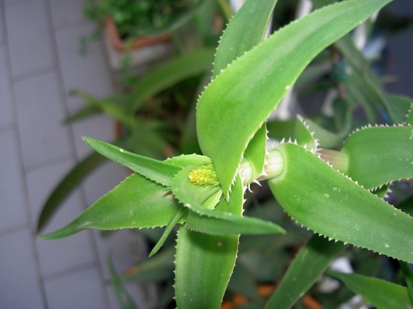 Aloe ciliaris 