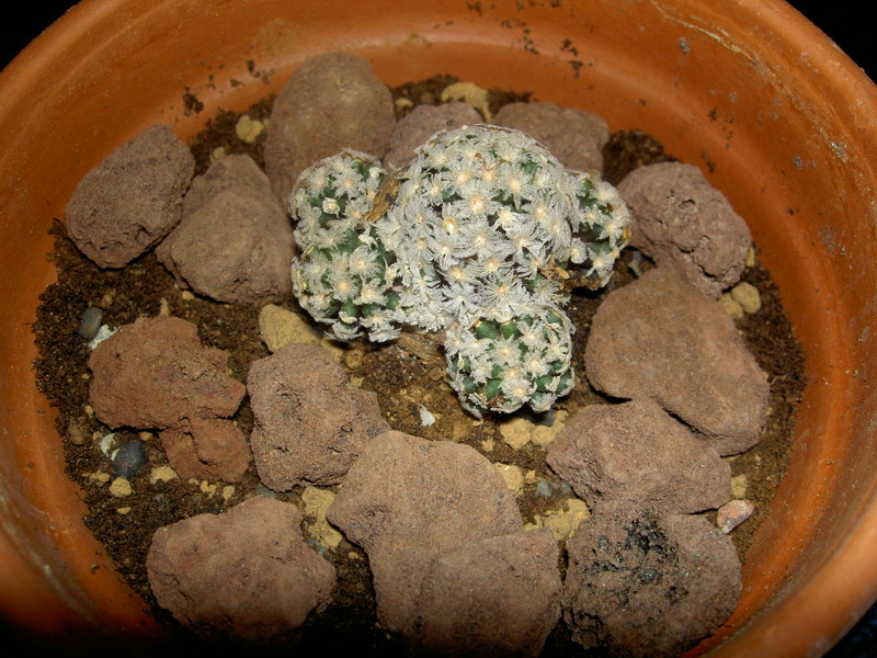 Mammillaria theresae 