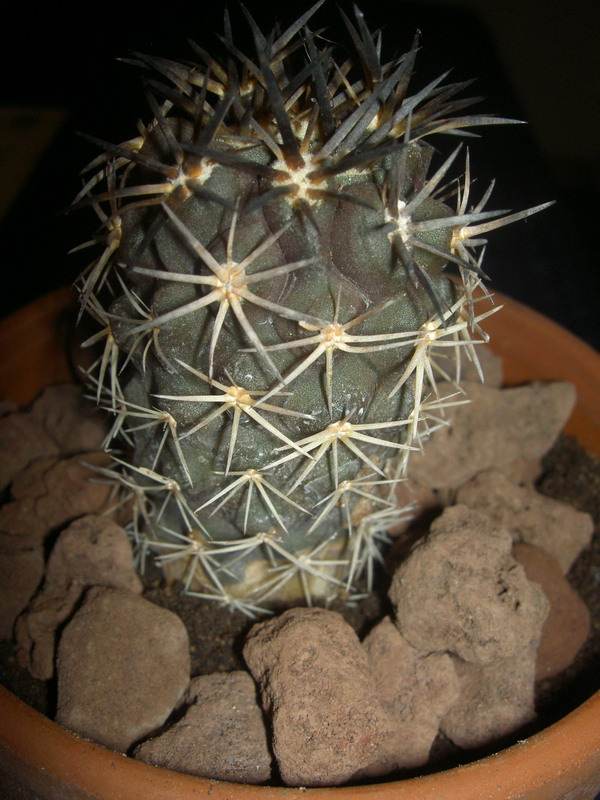 Copiapoa dura 