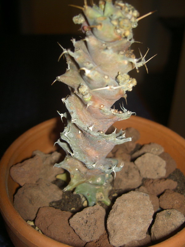 Euphorbia spiralis 