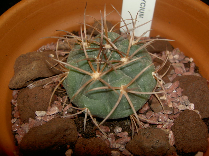 Gymnocalycium tillianum 