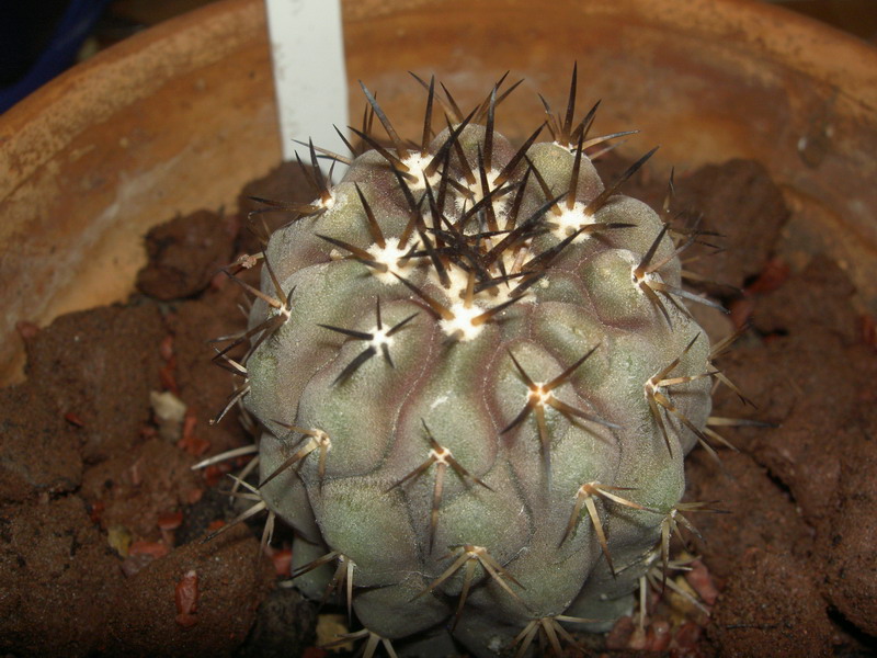 Copiapoa cinerea 