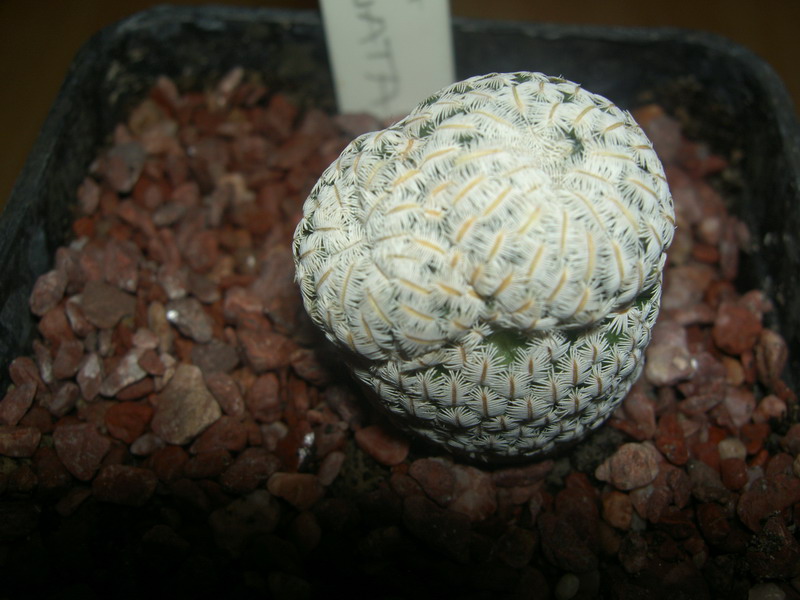 Mammillaria pectinifera 