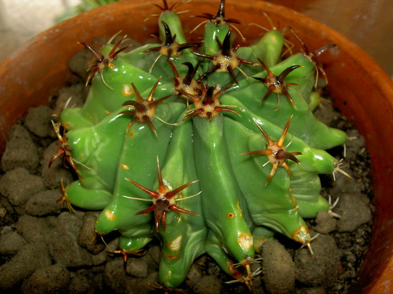 Ferocactus horridus f. brevispinus 