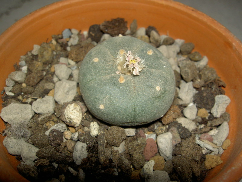 Lophophora williamsii 