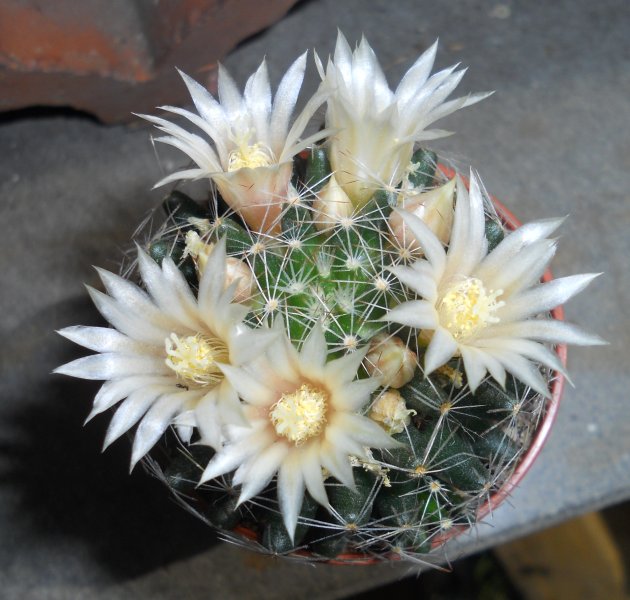 Mammillaria picta 