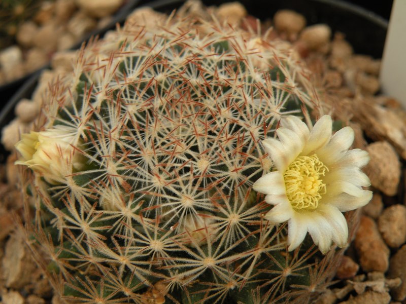 Mammillaria picta LX 482