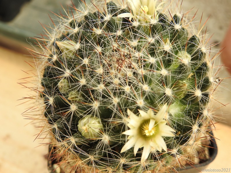 Mammillaria picta SB 944