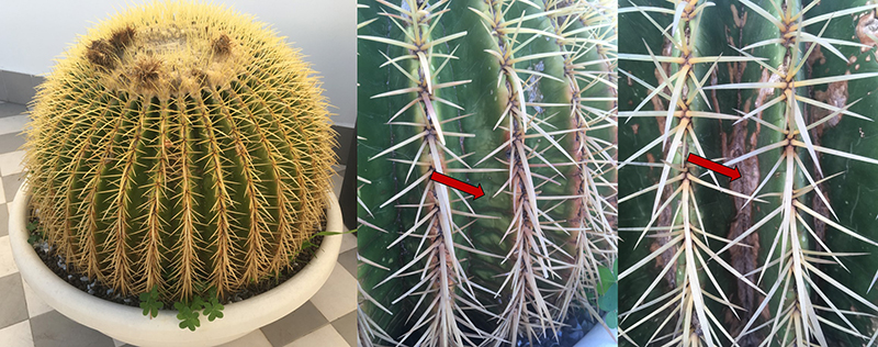 Echinocactus grusonii 1