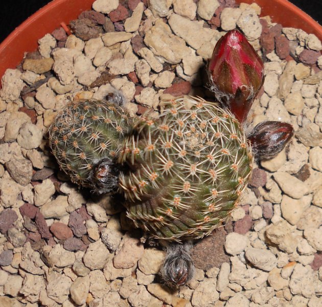 Rebutia pygmaea 