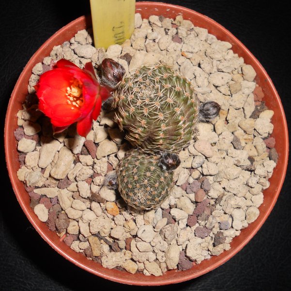 Rebutia pygmaea 