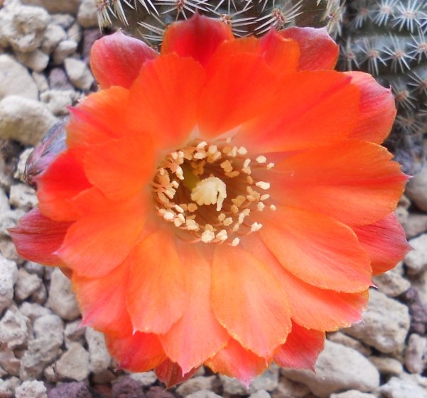 Rebutia pygmaea 