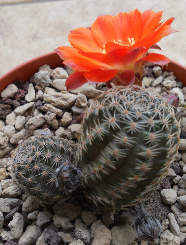 Rebutia pygmaea 