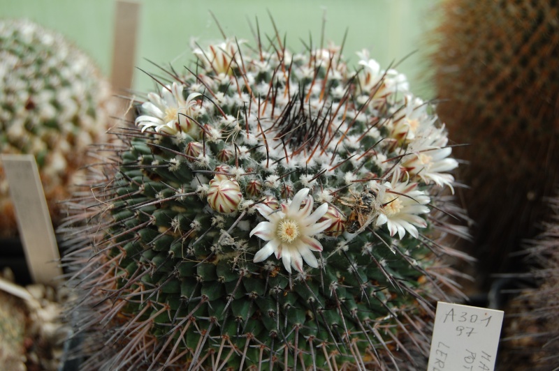 Mammillaria pilensis 