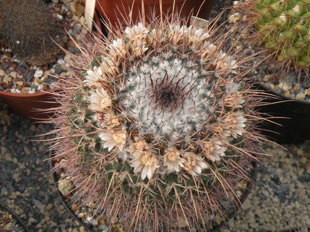 Mammillaria pilensis repp800