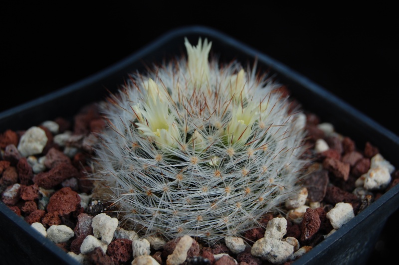 Mammillaria pilispina SB 822