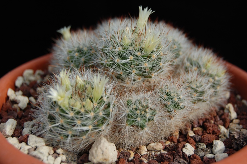 Mammillaria pilispina SB 822