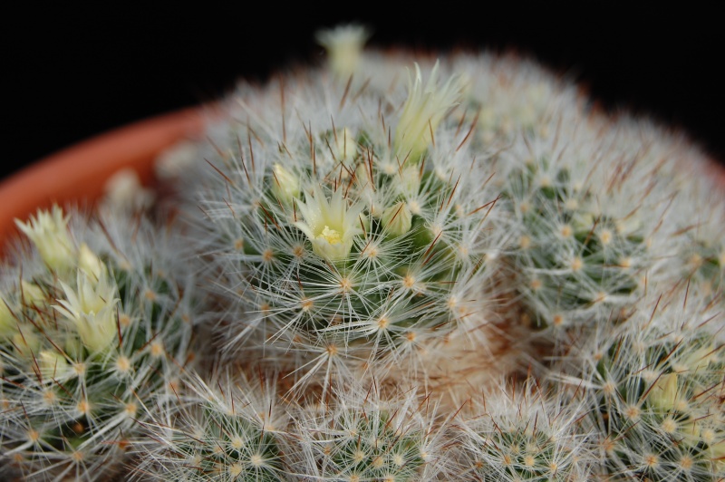 Mammillaria pilispina SB 822