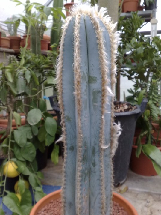 pilosocereus azureus 