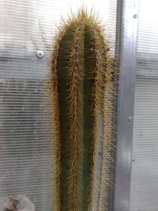 Pilosocereus chrysacanthus 